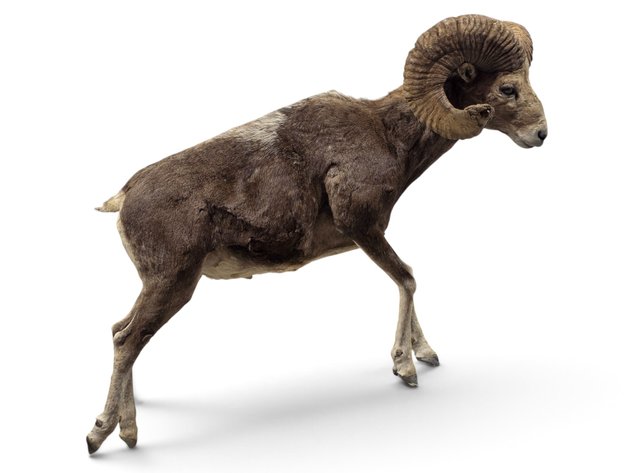 Hangai Argali Sheep Full-Body Taxidermy Mount