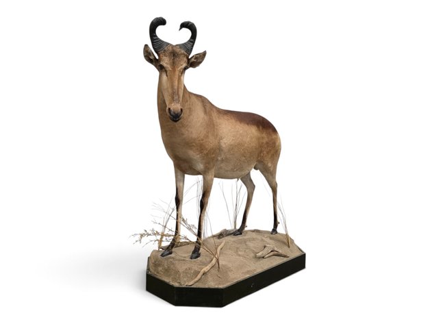 Lichtenstein’s Hartebeest Full-Body Taxidermy Mount