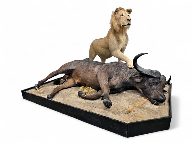African Lion & Cape Buffalo Taxidermy Mount Diorama