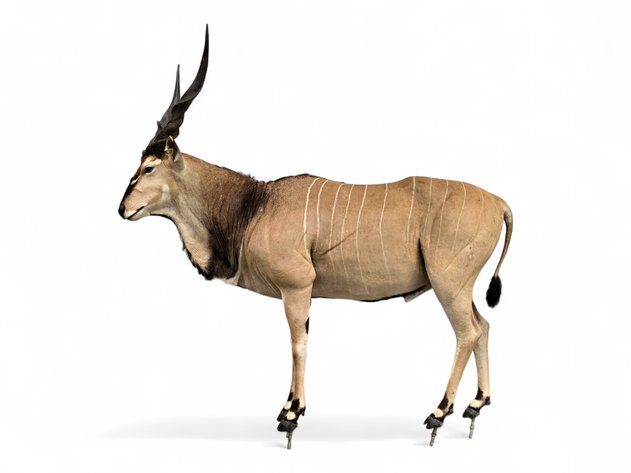 Giant Eland Full-Body Taxidermy Mount