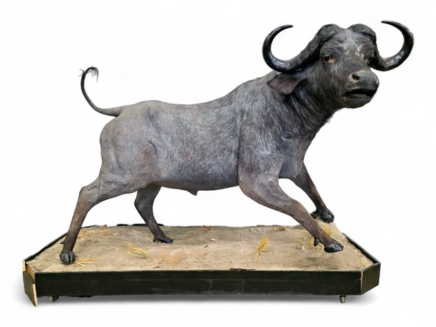 African Buffalo Full-Body Taxidermy Mount