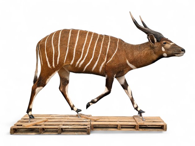 Bongo Antelope Full-Body Taxidermy Mount