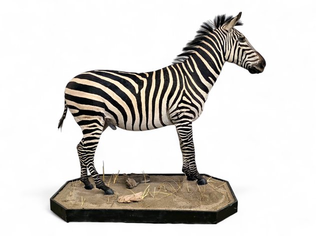 Plains Zebra Full-Body Taxidermy Mount