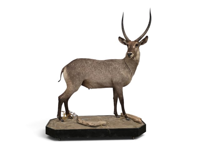 Waterbuck Full-Body Taxidermy Mount