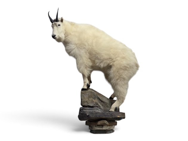 Adult Mountain Goat Full-Body Taxidermy Mount