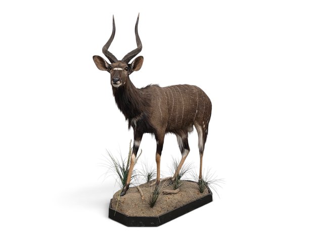Nyala Full-Body Taxidermy Mount