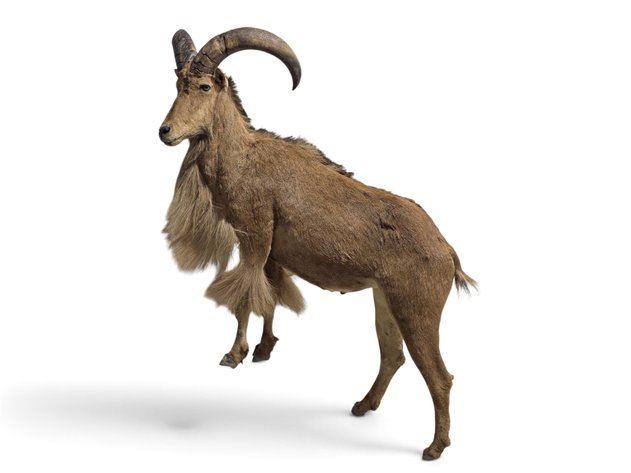 Aoudad / Barbary Sheep Full-Body Taxidermy Mount