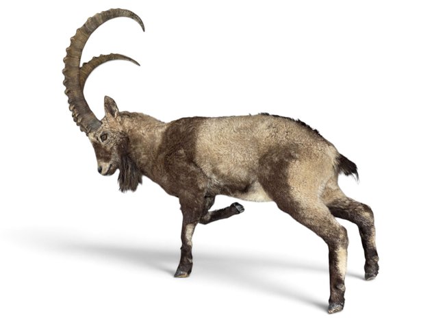 Siberian Ibex Full-Body Taxidermy Mount