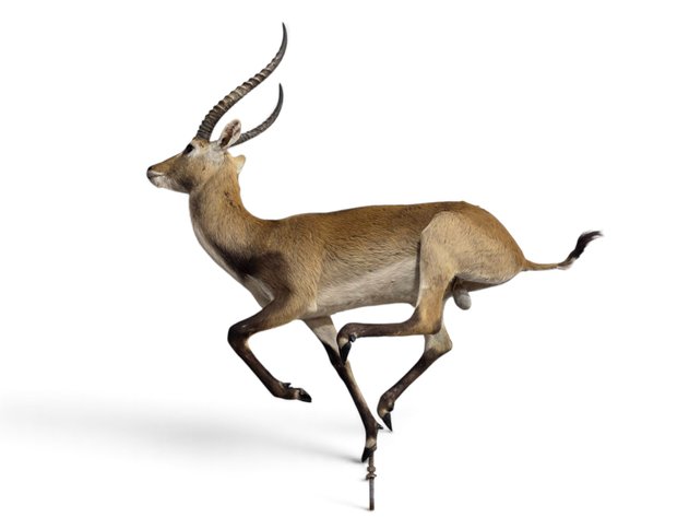 Red Lechwe Full-Body Taxidermy Mount