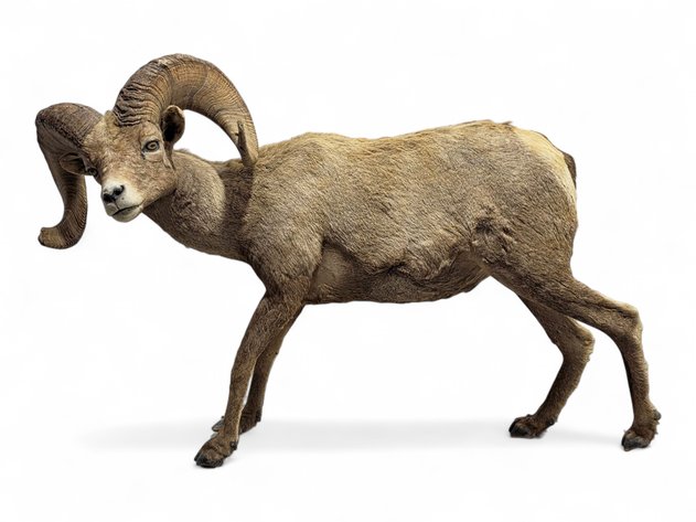 Desert Bighorn Sheep Full-Body Taxidermy Mount