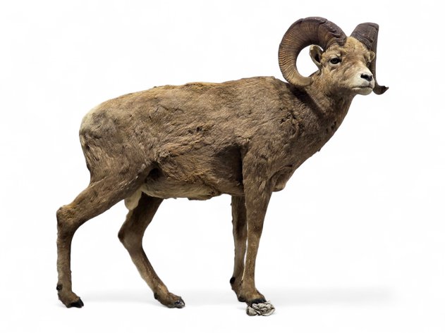 Rocky Mountain Bighorn Sheep Full-Body Taxidermy Mount