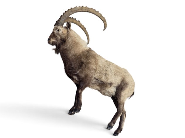 Gobi Ibex Full-Body Taxidermy Mount