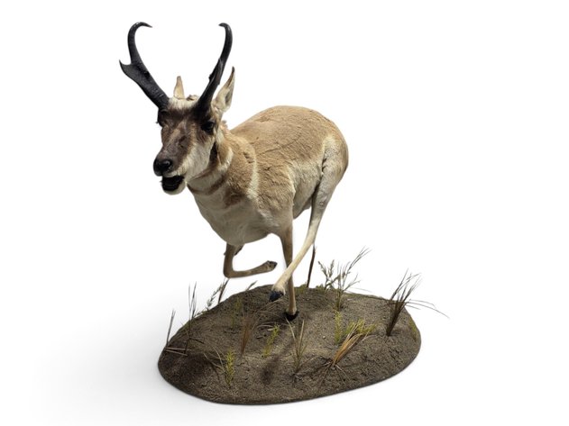 Pronghorn Full-Body Taxidermy Mount