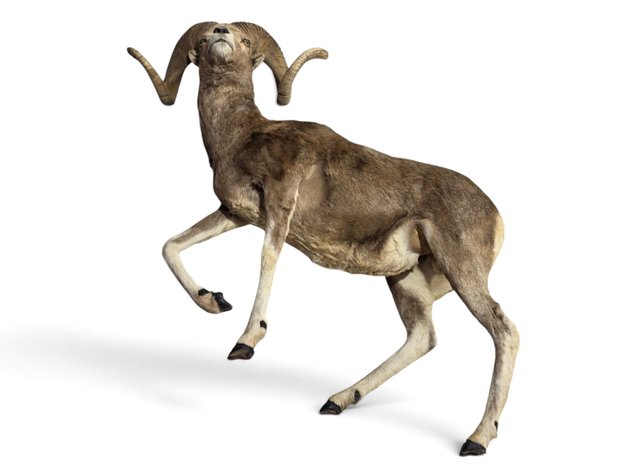 Altai Argali Ram Full-Body Full Body Taxidermy Mount