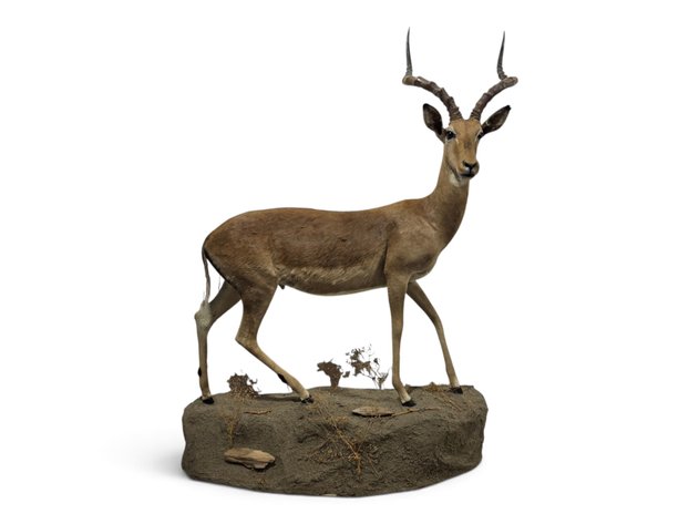 Impala Full-Body Taxidermy Mount