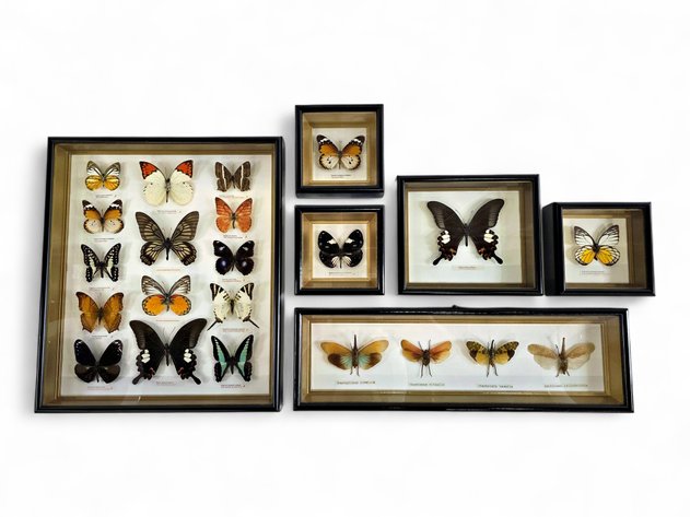 Six Framed Insect Displays - 22x Specimens: Butterflies & Lanternflies