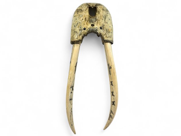 Exceptional Scrimshaw Walrus Head Mount, Nome, Early 20th Century