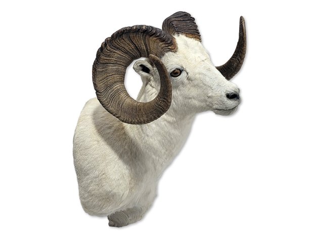 Alaskan Dall Sheep Ram Taxidermy Shoulder Mount