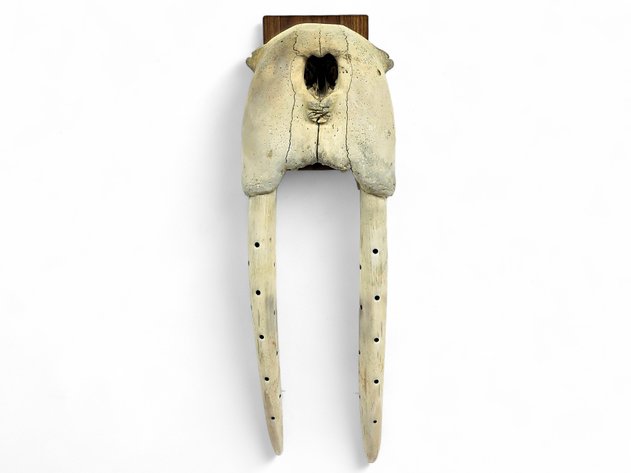 Walrus Head Mount with Baleen-Inlaid Tusks