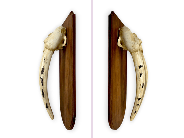 Thomas Ahtuangaruak — Scrimshaw Walrus Head Mount with Puffins & Seals