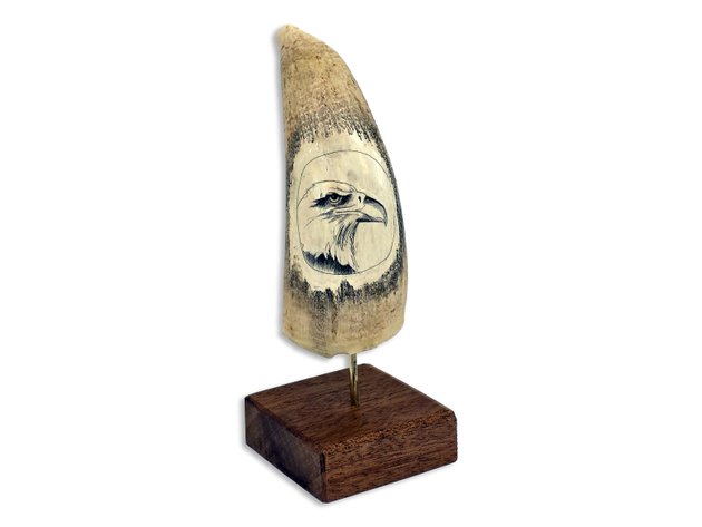 Scrimshaw Sperm Whales Tooth Specimen