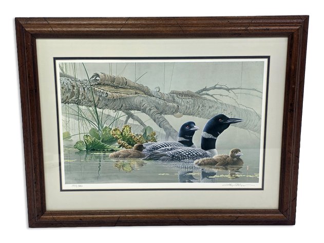 John Charles Pitcher Print of Common Loon Family