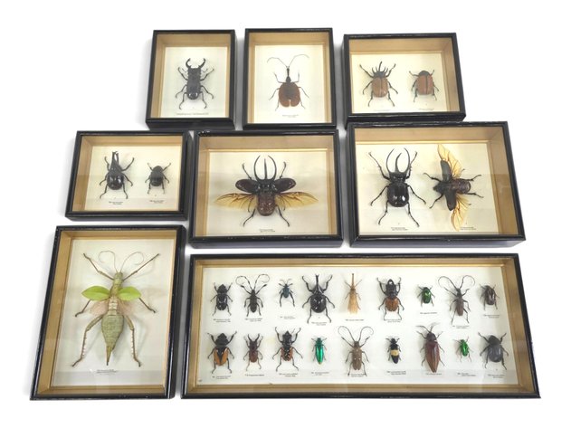 Eight Framed Insect Displays — 26 Beetles, a Lanternfly & Jungle Nymph