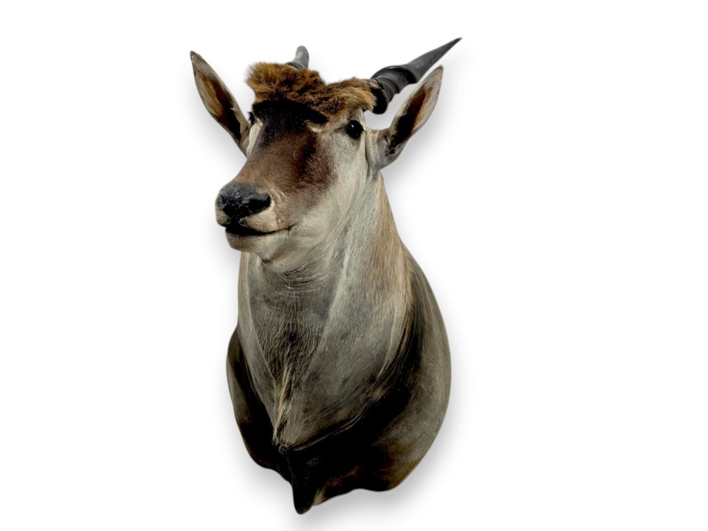 Common Eland Taxidermy Shoulder Mount with 25-Inch Horns