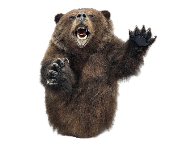 Attacking Brown Bear Taxidermy Wall Mount