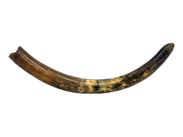 Complete Juvenile Woolly Mammoth Tusk — Pleistocene Alaska