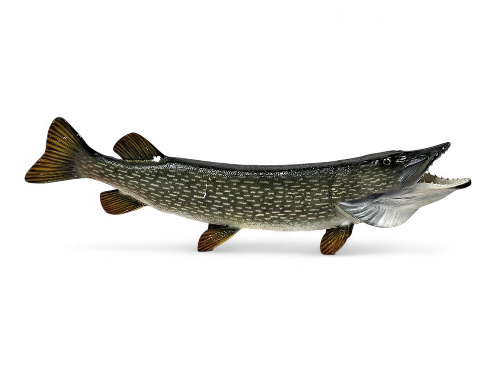 39-Inch Northern Pike Taxidermy Wall Mount
