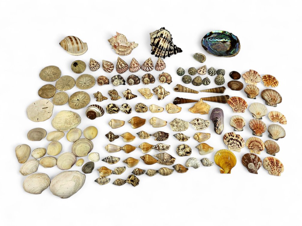 Seashells - Abalone, Murex, Sea Snail, Clam & More