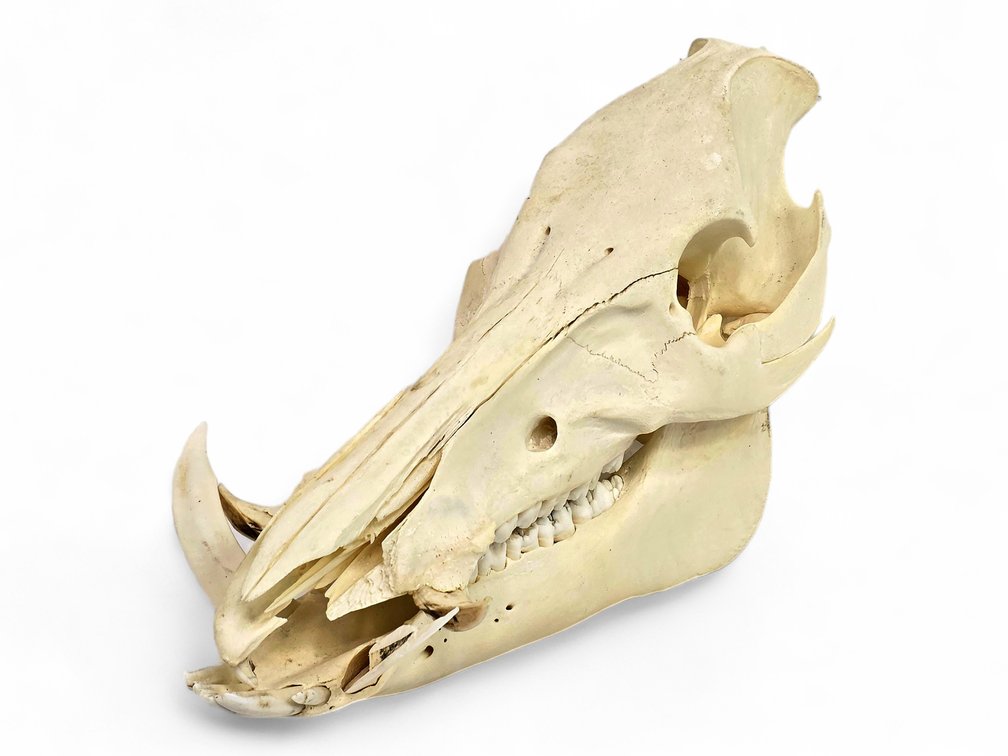 Wild Boar Skull with Lower Jaw & Tusks