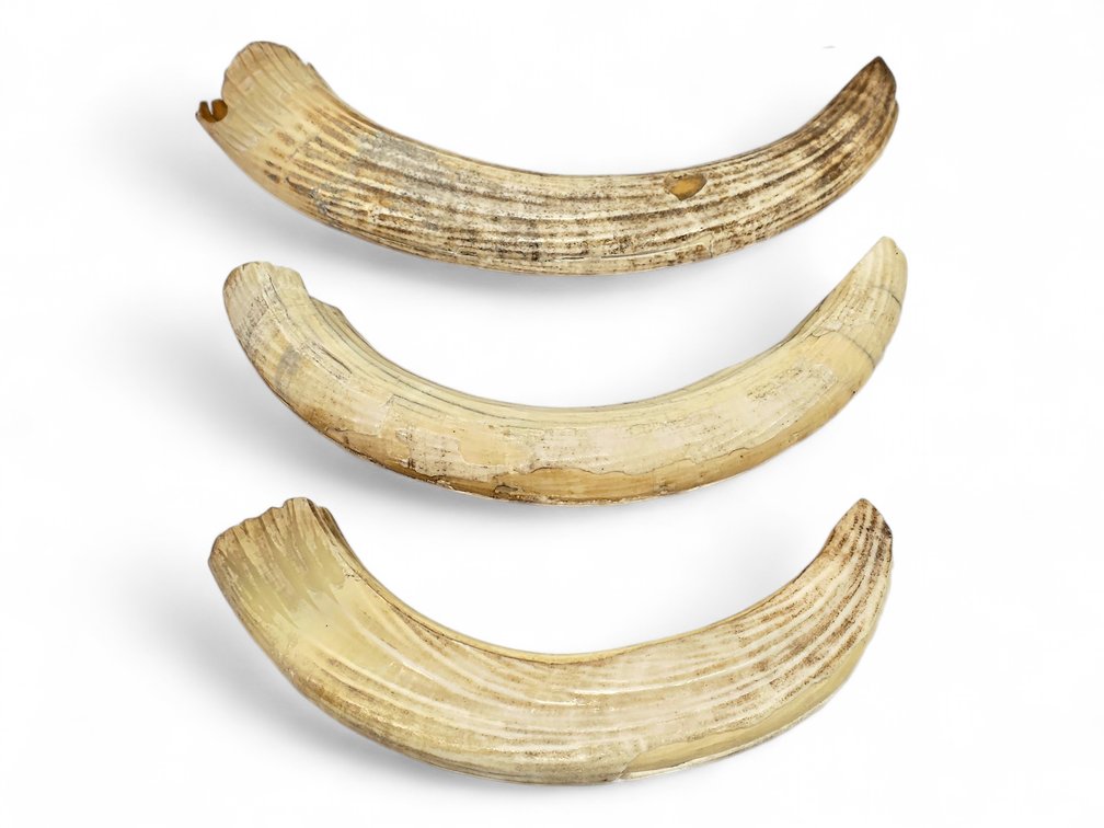 Three Hippopotamus Tusks