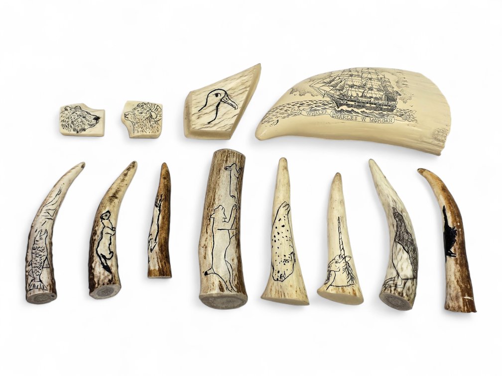 Scrimshaw Elk & Moose Antler Pieces with Replica Whale Tooth