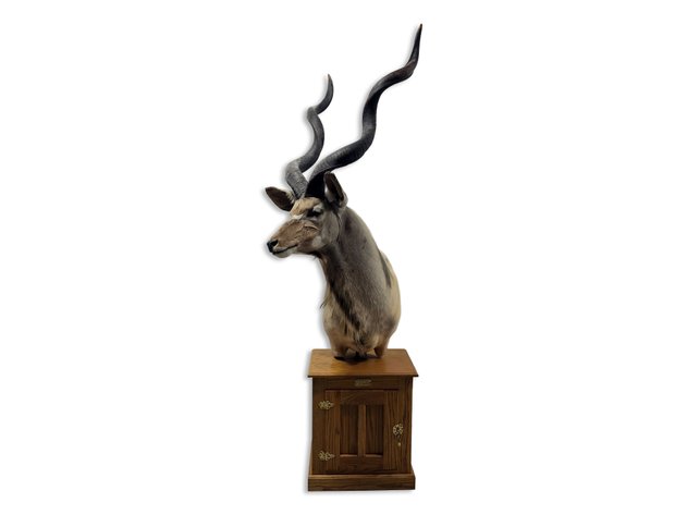 Greater Kudu Taxidermy Pedestal Mount