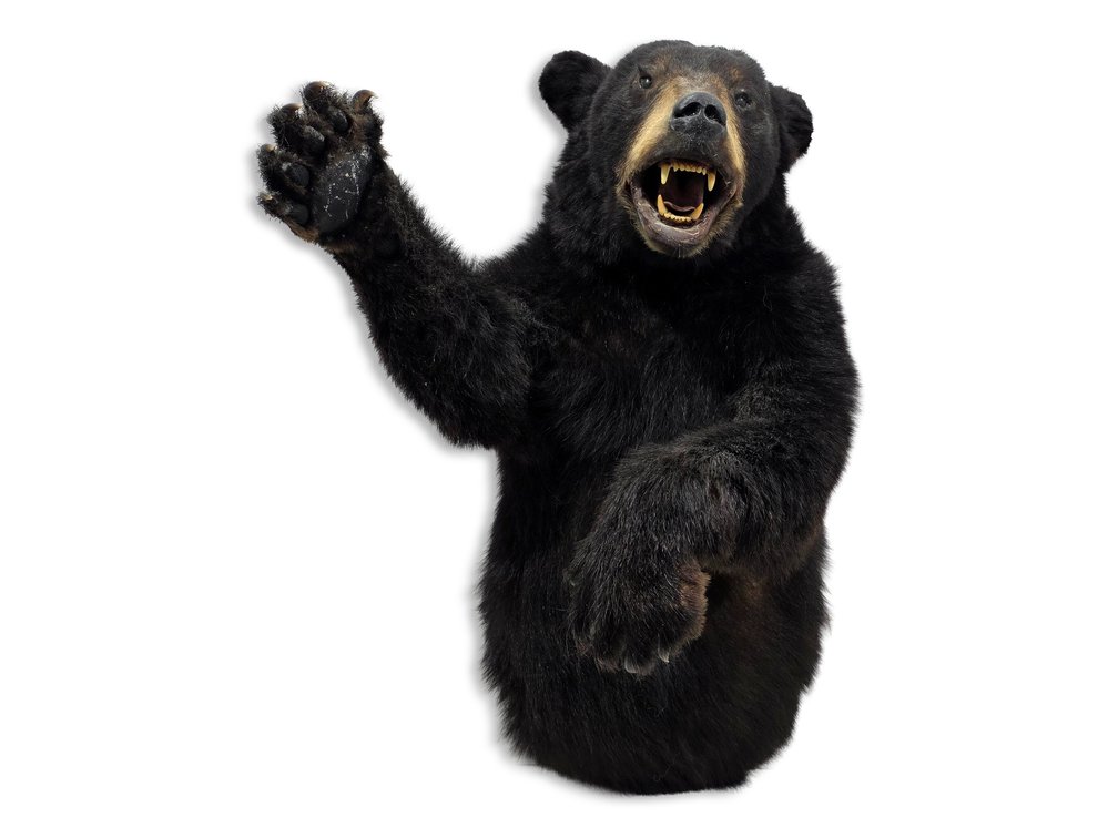 Black Bear Half-Body Taxidermy Mount with Raised Paw & Open Mouth