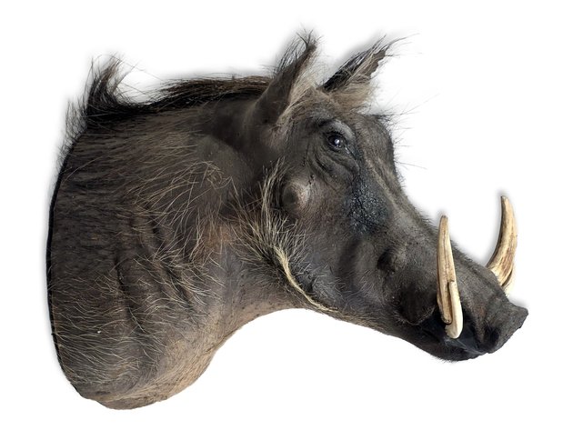 Common Warthog Taxidermy Shoulder Mount