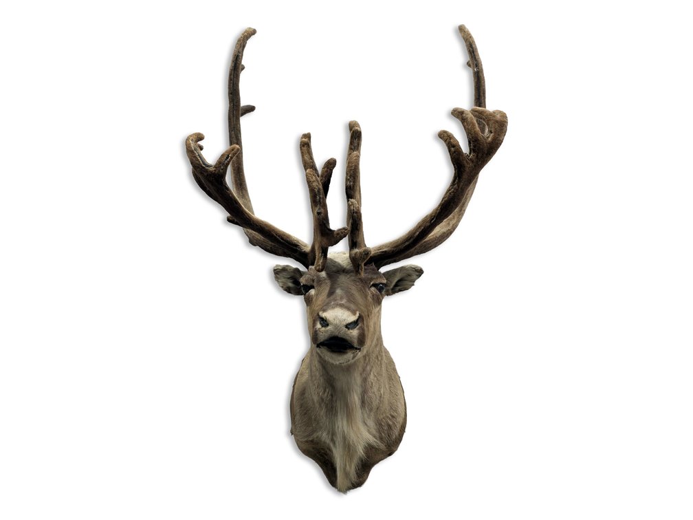 Velvet-Antlered Caribou Shoulder Mount by C & S Taxidermy, Chugiak