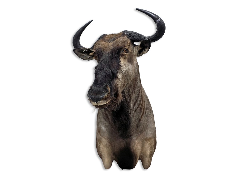 Blue Wildebeest Taxidermy Shoulder Mount