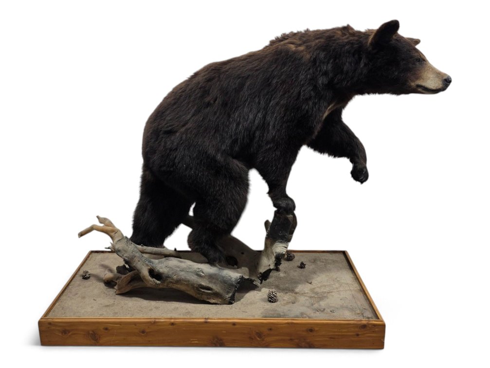 Full-Body Black Bear Taxidermy on Wheeled Woodland Habitat Base