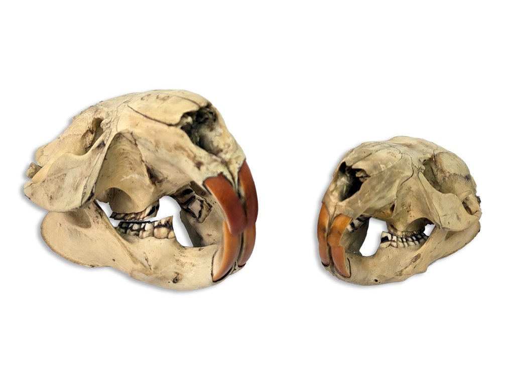 Adult & Juvenile North American Beaver Skulls