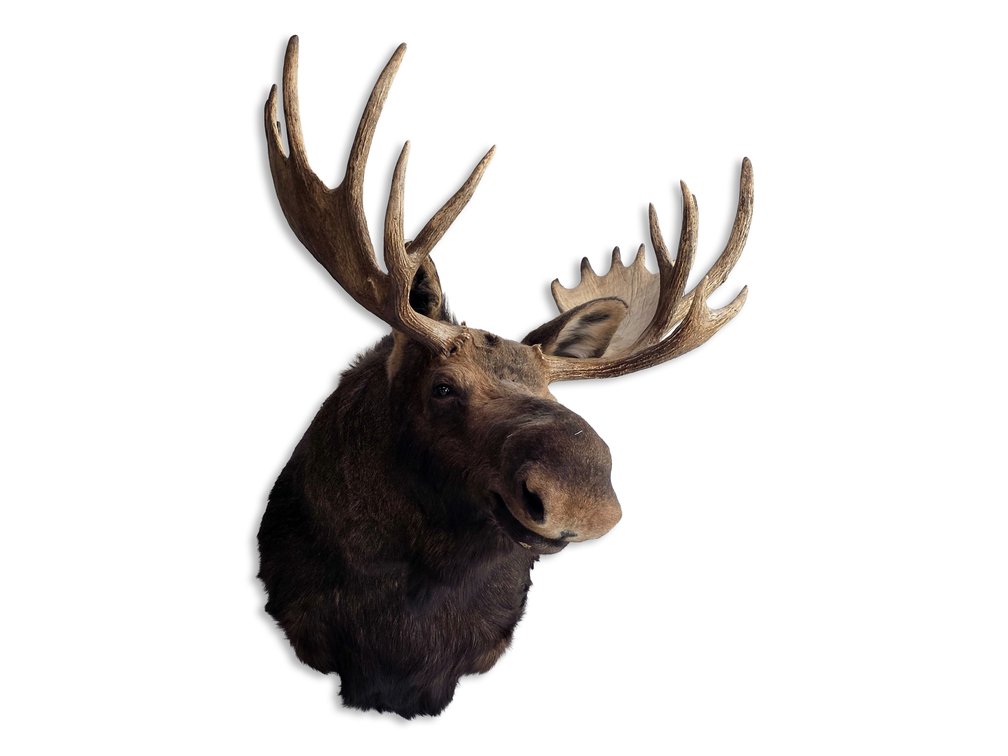 Large Moose Taxidermy Shoulder Mount with Broad Palmate Antlers