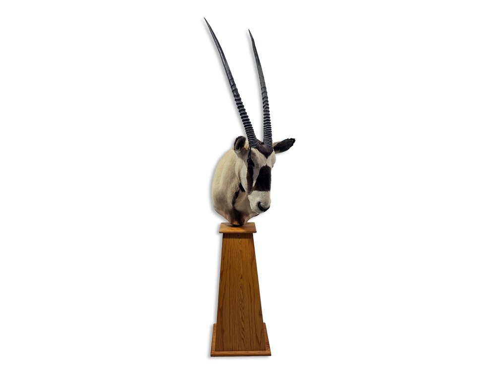 Gemsbok Oryx Taxidermy Shoulder Mount on Tall Oak Pedestal