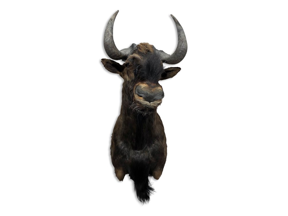 Black Wildebeest Taxidermy Shoulder Mount