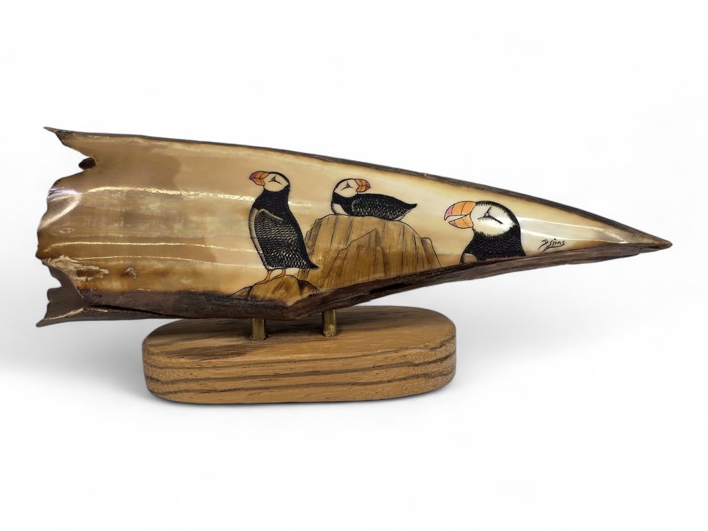 Dennis Sims Scrimshaw Puffins on Polished Mineralized Walrus Ivory Display
