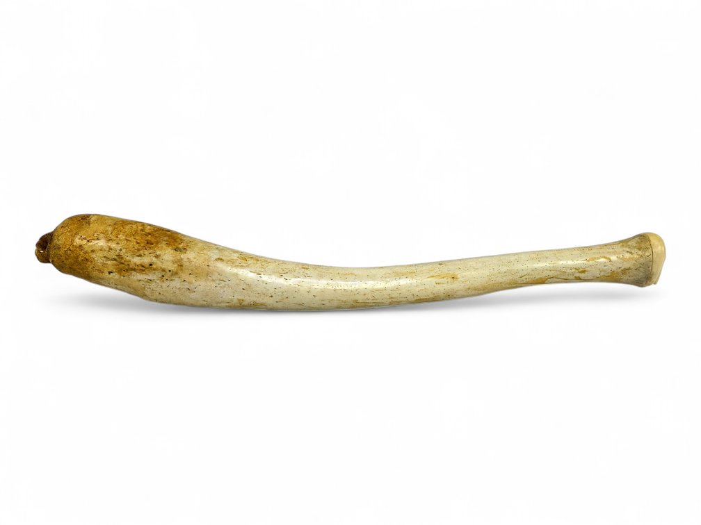 Muktoyuk 20-Inch Walrus Oosik with Polar Bear & Walrus Carved Ends