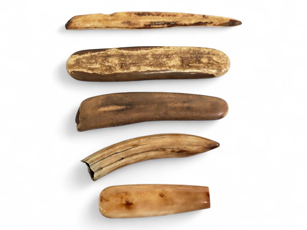 Group of Fossilized Walrus Ivory