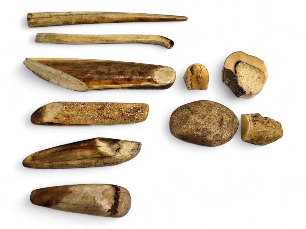 Group of Fossilized Walrus Ivory