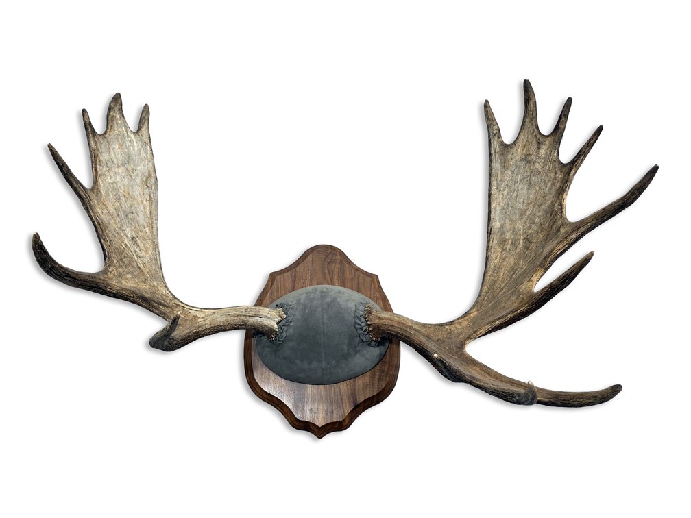 Bull Moose Antler Trophy Mount